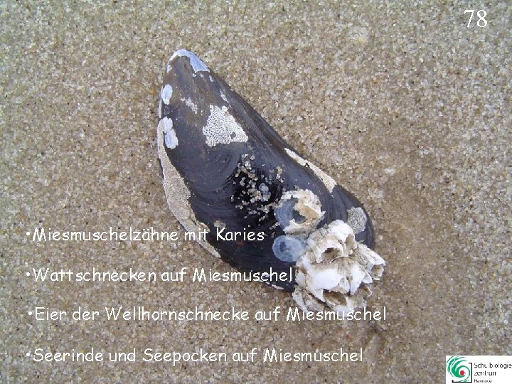78 • Miesmuschelzähne mit Karies • Wattschnecken auf Miesmuschel • Eier der Wellhornschnecke auf 78 • Miesmuschelzähne mit Karies • Wattschnecken auf Miesmuschel • Eier der Wellhornschnecke auf