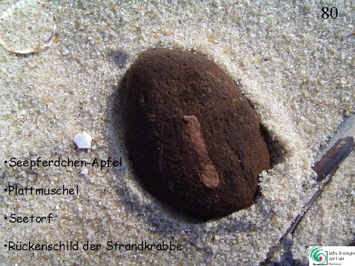 80 • Seepferdchen-Apfel • Plattmuschel • Seetorf • Rückenschild der Strandkrabbe 80 80 • Seepferdchen-Apfel • Plattmuschel • Seetorf • Rückenschild der Strandkrabbe 80