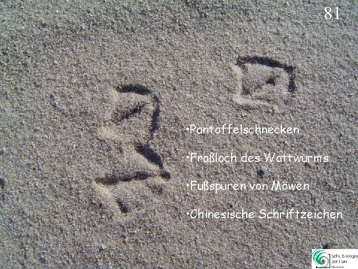 81 • Pantoffelschnecken • Fraßloch des Wattwurms • Fußspuren von Möwen • Chinesische Schriftzeichen 81 • Pantoffelschnecken • Fraßloch des Wattwurms • Fußspuren von Möwen • Chinesische Schriftzeichen
