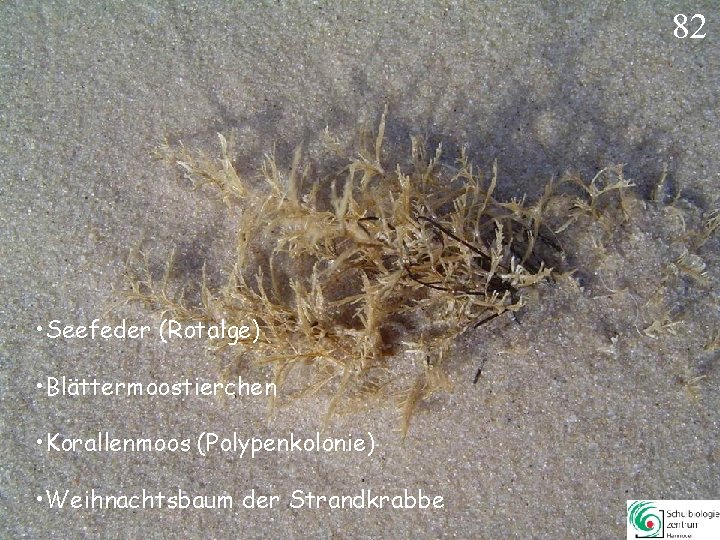82 • Seefeder (Rotalge) • Blättermoostierchen • Korallenmoos (Polypenkolonie) • Weihnachtsbaum der Strandkrabbe 82 82 • Seefeder (Rotalge) • Blättermoostierchen • Korallenmoos (Polypenkolonie) • Weihnachtsbaum der Strandkrabbe 82