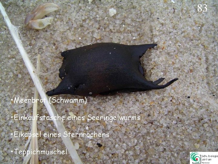 83 • Meerbrot (Schwamm) • Einkaufstasche eines Seeringelwurms • Eikapsel eines Sternrochens • Teppichmuschel 83 • Meerbrot (Schwamm) • Einkaufstasche eines Seeringelwurms • Eikapsel eines Sternrochens • Teppichmuschel