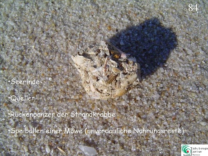 84 • Seerinde • Queller • Rückenpanzer der Strandkrabbe • Speiballen einer Möwe (unverdauliche 84 • Seerinde • Queller • Rückenpanzer der Strandkrabbe • Speiballen einer Möwe (unverdauliche