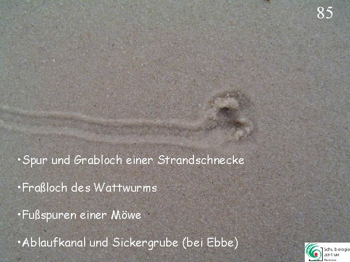 85 • Spur und Grabloch einer Strandschnecke • Fraßloch des Wattwurms • Fußspuren einer 85 • Spur und Grabloch einer Strandschnecke • Fraßloch des Wattwurms • Fußspuren einer