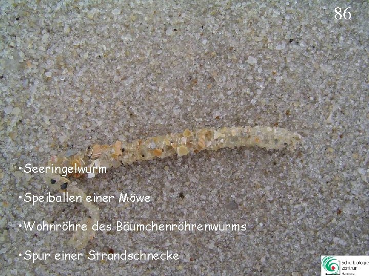 86 • Seeringelwurm • Speiballen einer Möwe • Wohnröhre des Bäumchenröhrenwurms • Spur einer 86 • Seeringelwurm • Speiballen einer Möwe • Wohnröhre des Bäumchenröhrenwurms • Spur einer