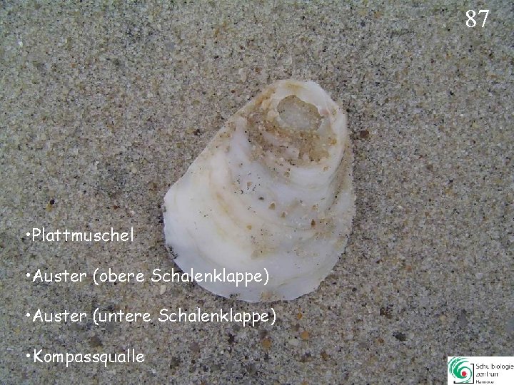 87 • Plattmuschel • Auster (obere Schalenklappe) • Auster (untere Schalenklappe) • Kompassqualle 87 87 • Plattmuschel • Auster (obere Schalenklappe) • Auster (untere Schalenklappe) • Kompassqualle 87