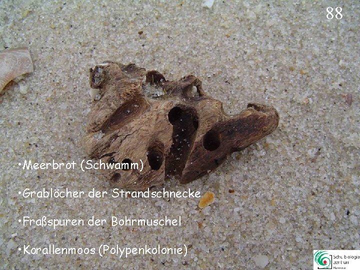 88 • Meerbrot (Schwamm) • Grablöcher der Strandschnecke • Fraßspuren der Bohrmuschel • Korallenmoos 88 • Meerbrot (Schwamm) • Grablöcher der Strandschnecke • Fraßspuren der Bohrmuschel • Korallenmoos