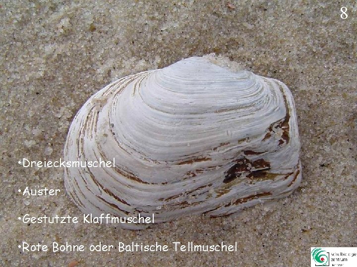 8 • Dreiecksmuschel • Auster • Gestutzte Klaffmuschel • Rote Bohne oder Baltische Tellmuschel 8 • Dreiecksmuschel • Auster • Gestutzte Klaffmuschel • Rote Bohne oder Baltische Tellmuschel