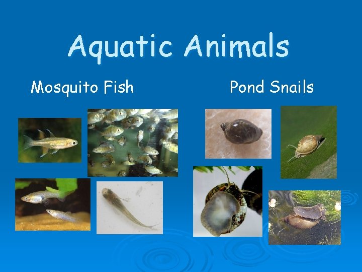 Aquatic Animals Mosquito Fish Pond Snails 