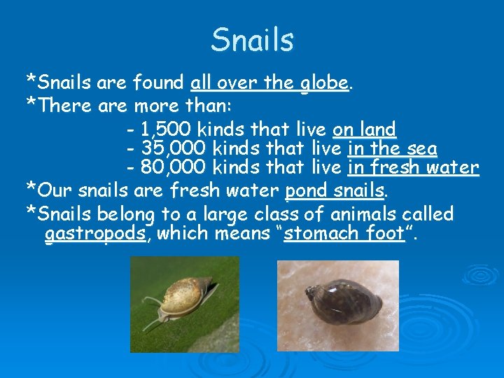 Snails *Snails are found all over the globe. *There are more than: - 1,
