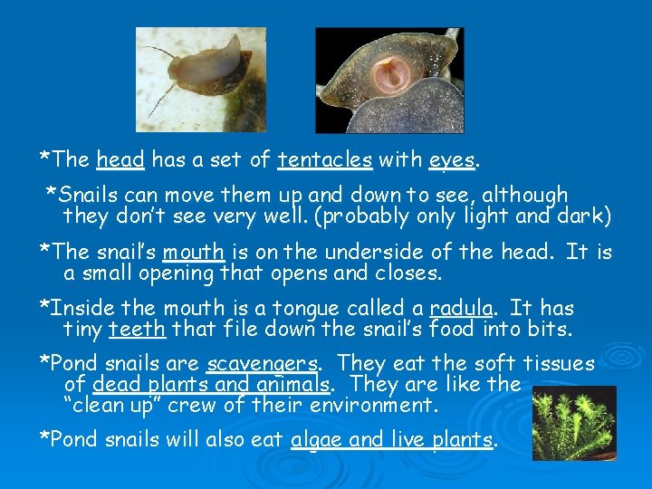 *The head has a set of tentacles with eyes. *Snails can move them up