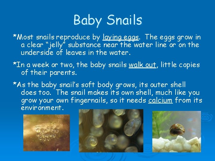 Baby Snails *Most snails reproduce by laying eggs. The eggs grow in a clear