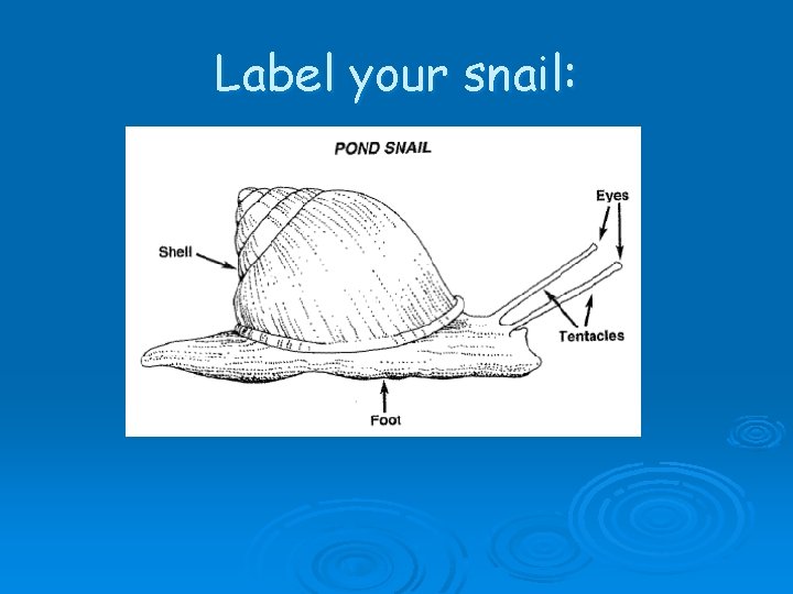 Label your snail: 