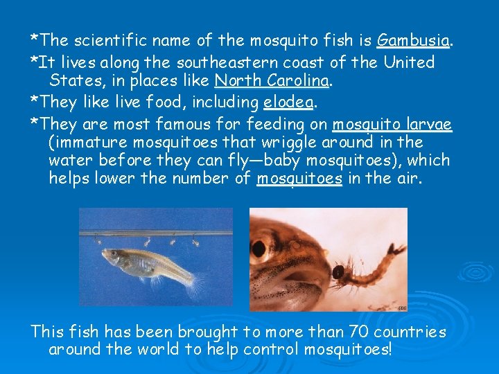 *The scientific name of the mosquito fish is Gambusia. *It lives along the southeastern