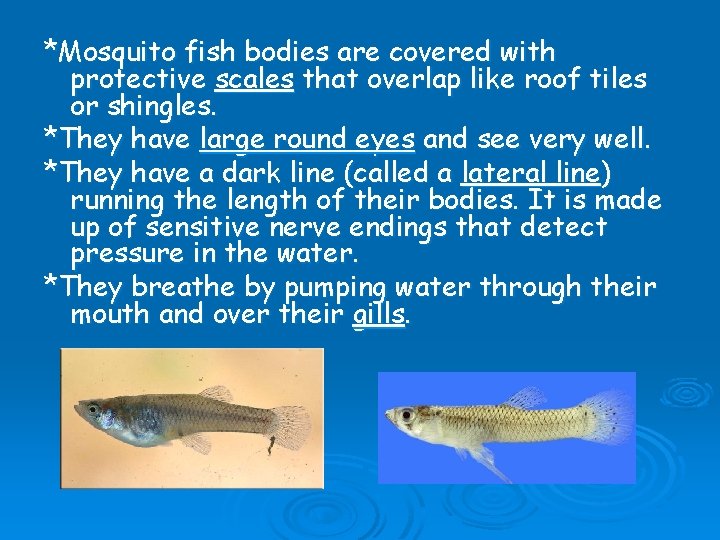 *Mosquito fish bodies are covered with protective scales that overlap like roof tiles or