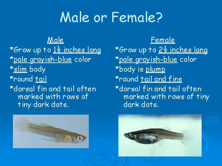 Male or Female? Male *Grow up to 1½ inches long *pale grayish-blue color *slim