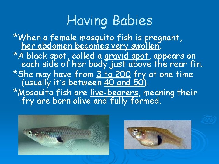 Having Babies *When a female mosquito fish is pregnant, her abdomen becomes very swollen.