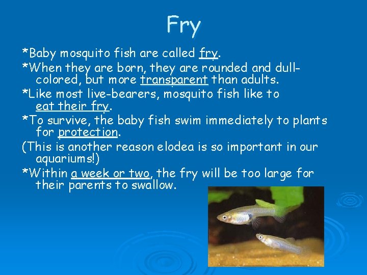 Fry *Baby mosquito fish are called fry. *When they are born, they are rounded