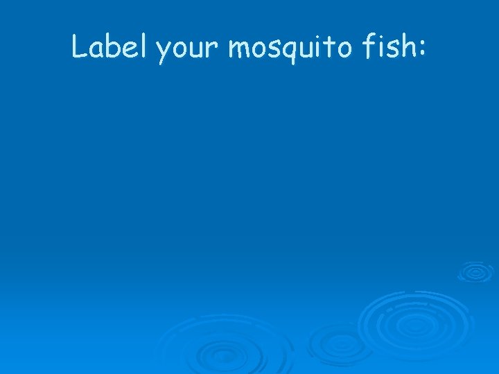 Label your mosquito fish: 