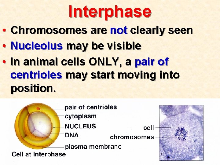 Interphase • • • Chromosomes are not clearly seen Nucleolus may be visible In