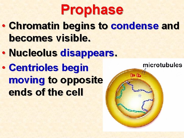 Prophase • Chromatin begins to condense and becomes visible. • Nucleolus disappears. • Centrioles