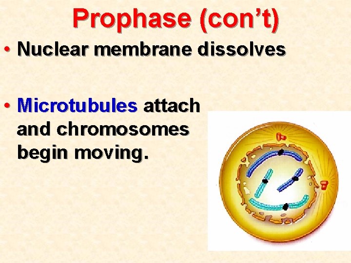 Prophase (con’t) • Nuclear membrane dissolves • Microtubules attach and chromosomes begin moving. 