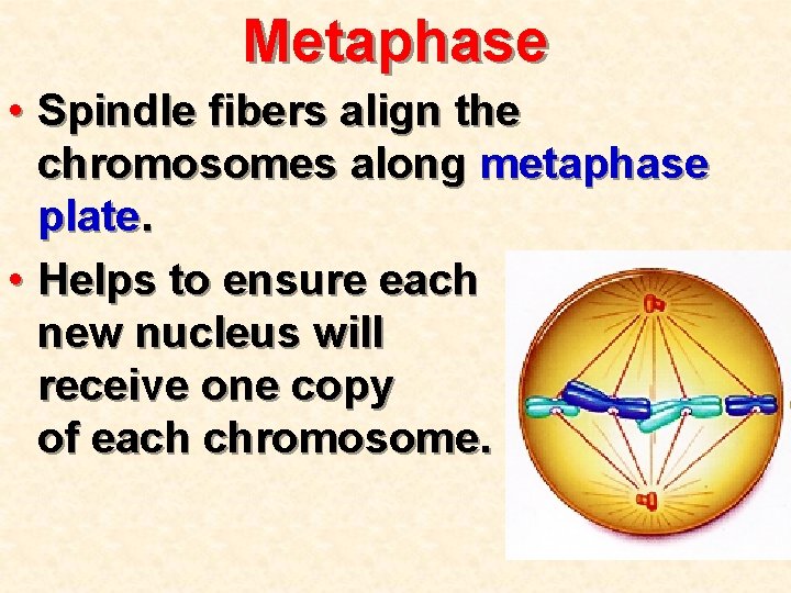 Metaphase • Spindle fibers align the chromosomes along metaphase plate. • Helps to ensure