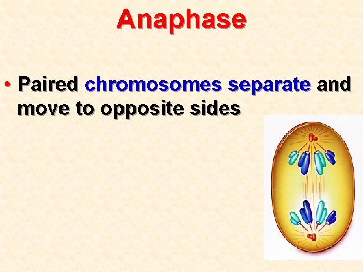 Anaphase • Paired chromosomes separate and move to opposite sides 