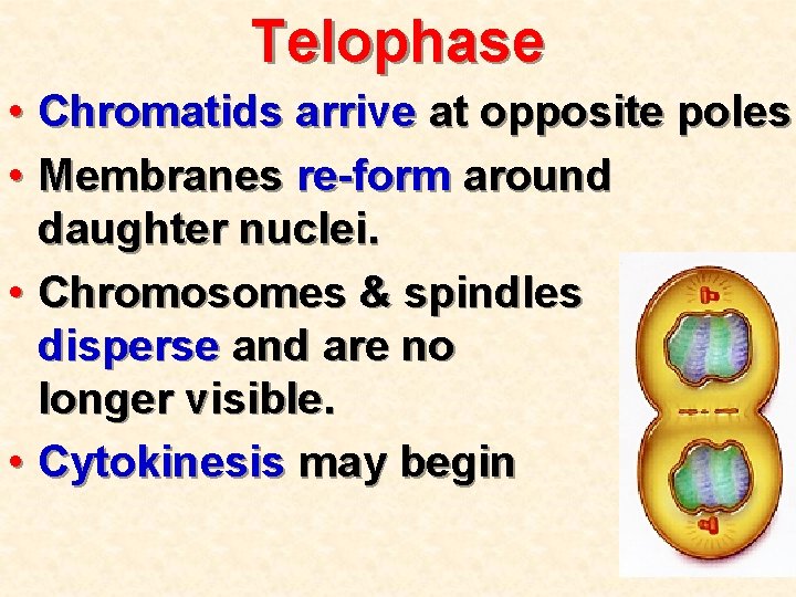 Telophase • Chromatids arrive at opposite poles • Membranes re-form around daughter nuclei. •