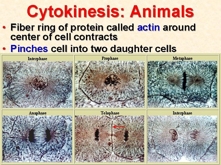 Cytokinesis: Animals • Fiber ring of protein called actin around center of cell contracts