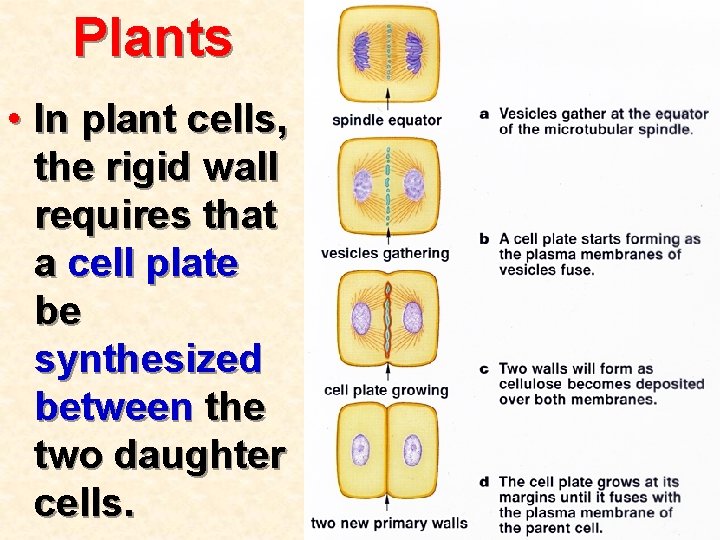 Plants • In plant cells, the rigid wall requires that a cell plate be