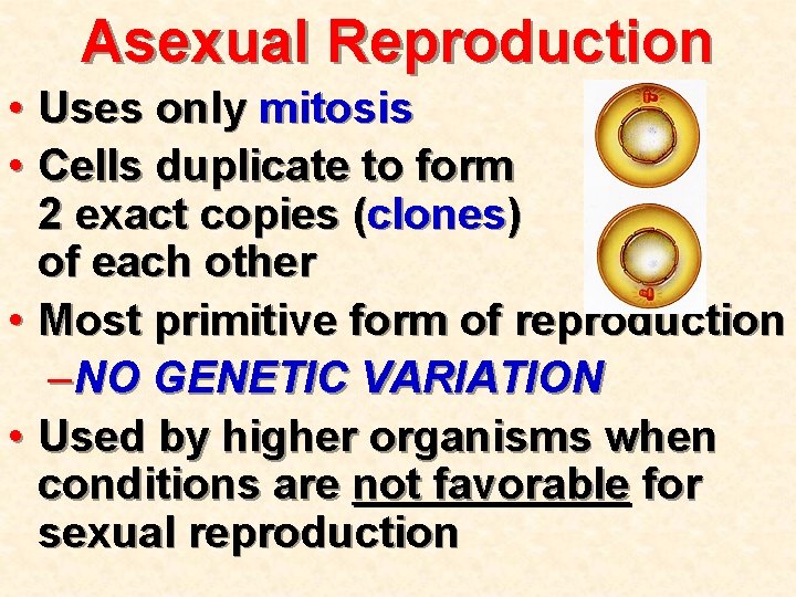 Asexual Reproduction • Uses only mitosis • Cells duplicate to form 2 exact copies