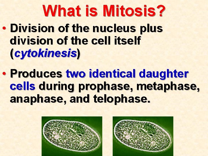 What is Mitosis? • Division of the nucleus plus division of the cell itself