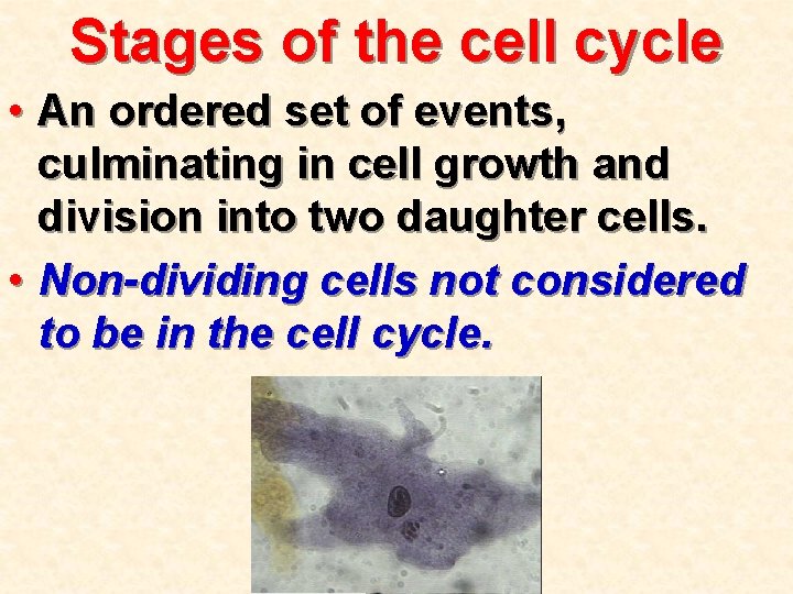Stages of the cell cycle • An ordered set of events, culminating in cell