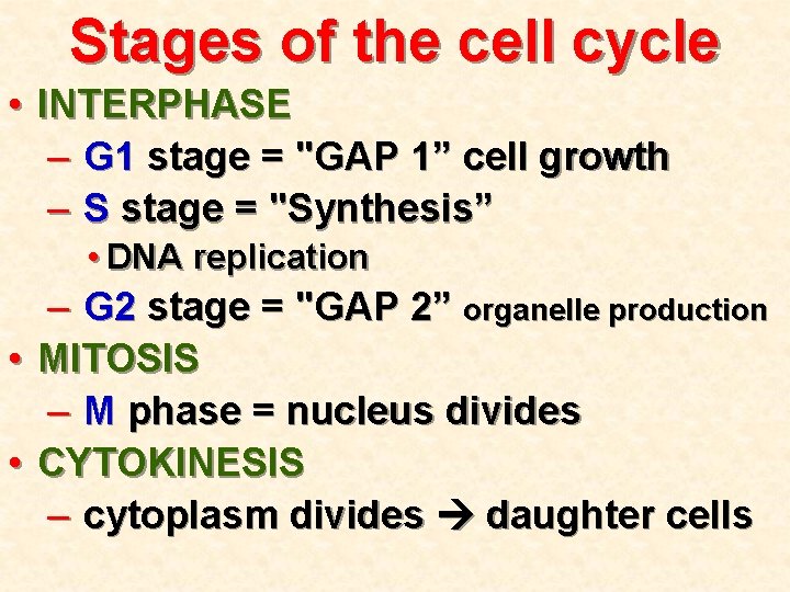 Stages of the cell cycle • INTERPHASE – G 1 stage = "GAP 1”