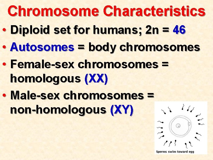 Chromosome Characteristics • Diploid set for humans; 2 n = 46 • Autosomes =