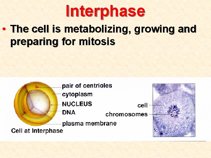 Interphase • The cell is metabolizing, growing and preparing for mitosis 