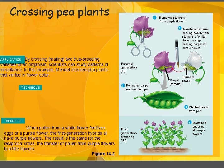 Crossing pea plants 1 Removed stamens from purple flower 2 Transferred sperm- bearing pollen