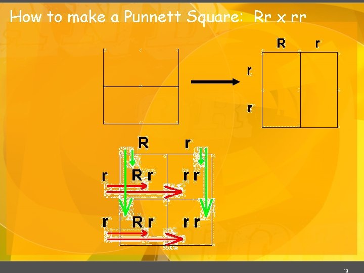 How to make a Punnett Square: Rr x rr 19 