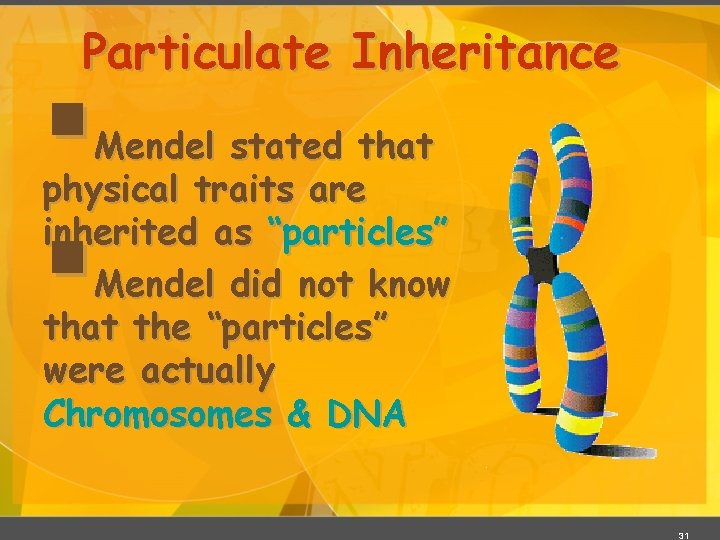 Particulate Inheritance § § Mendel stated that physical traits are inherited as “particles” Mendel