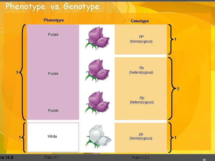 Phenotype vs. Genotype ure 14. 6 Phenotype Purple 3 Purple Genotype PP (homozygous) 1