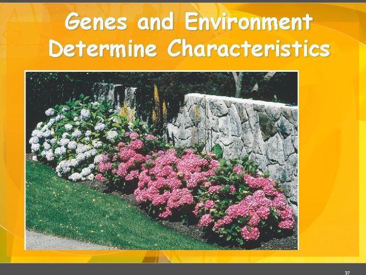 Genes and Environment Determine Characteristics 37 