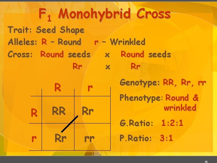 F 1 Monohybrid Cross Trait: Seed Shape Alleles: R – Round r – Wrinkled