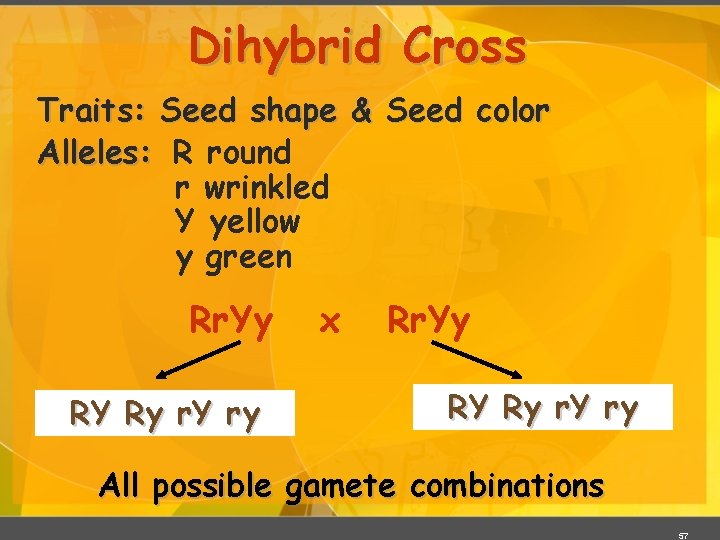 Dihybrid Cross Traits: Seed shape & Seed color Alleles: R round r wrinkled Y