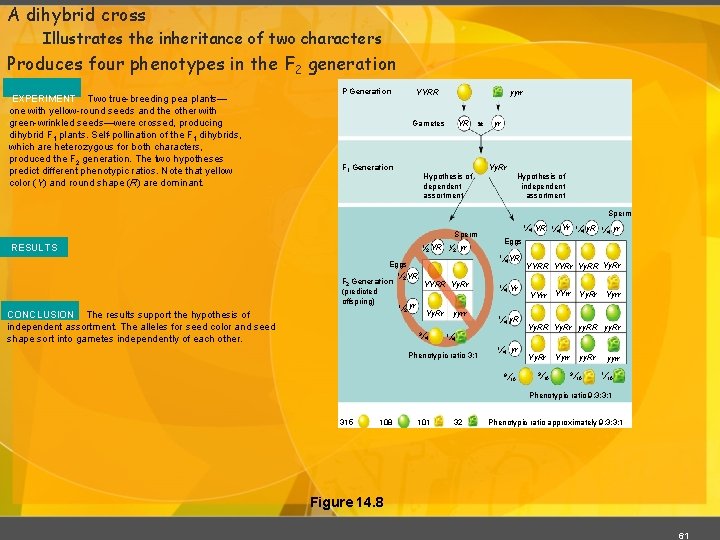 A dihybrid cross Illustrates the inheritance of two characters Produces four phenotypes in the