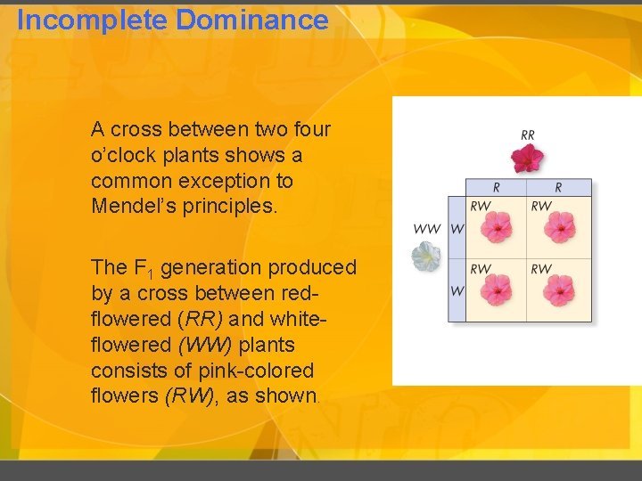 Incomplete Dominance A cross between two four o’clock plants shows a common exception to