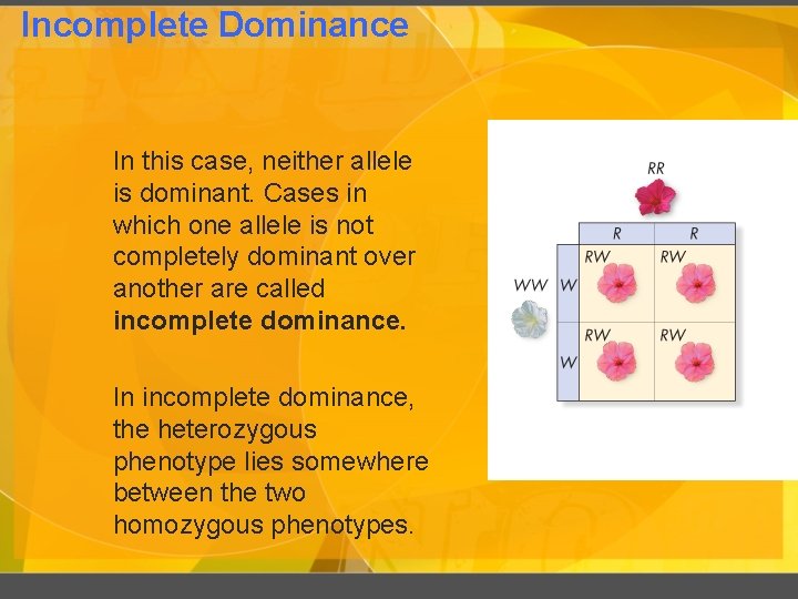 Incomplete Dominance In this case, neither allele is dominant. Cases in which one allele
