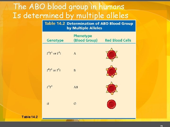 The ABO blood group in humans Is determined by multiple alleles Table 14. 2