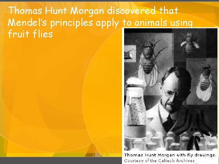 Thomas Hunt Morgan discovered that Mendel’s principles apply to animals using fruit flies 94