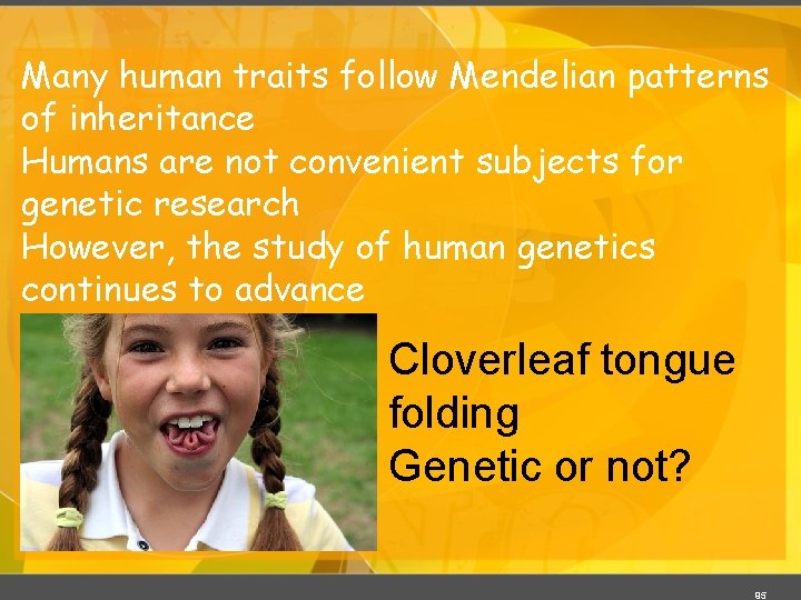 Many human traits follow Mendelian patterns of inheritance Humans are not convenient subjects for