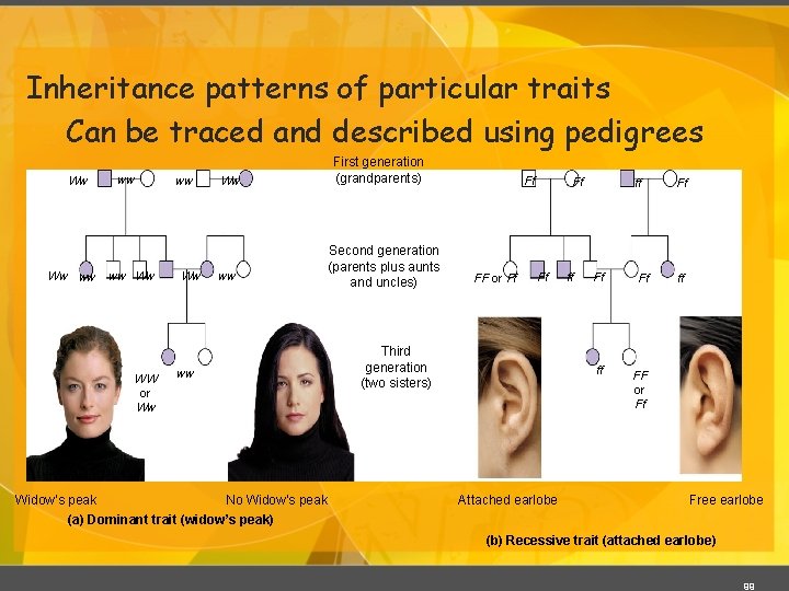 Inheritance patterns of particular traits Can be traced and described using pedigrees Ww Ww